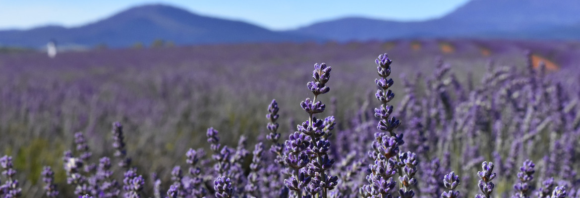 Provence-Ros-_-1170x400 Provence-Ros-_-1170x400